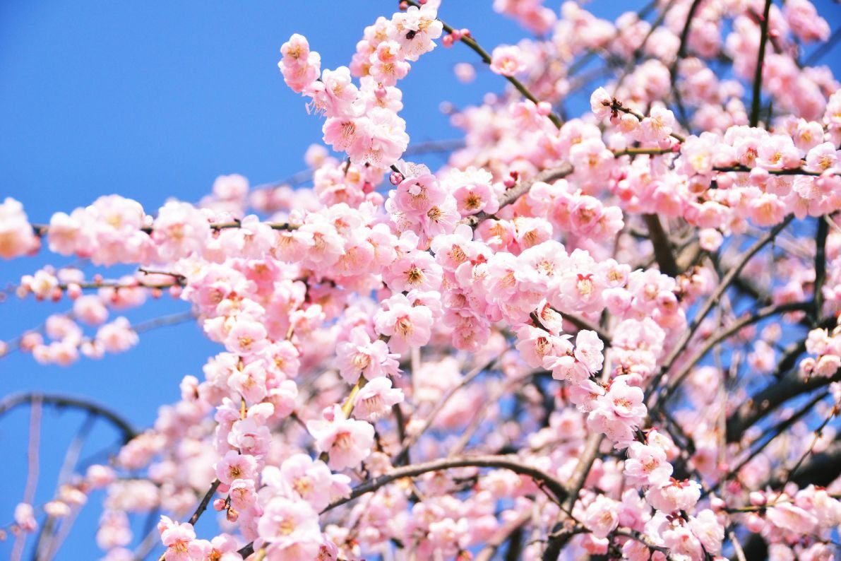 🏞️ 다마테야마 시립 공원(가시와라 시리츠 다마테야마 코엔) 이미지 7